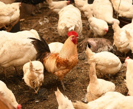 U.S. DOJ Sues California Over Egg Prices — Justia News — July 10, 2025